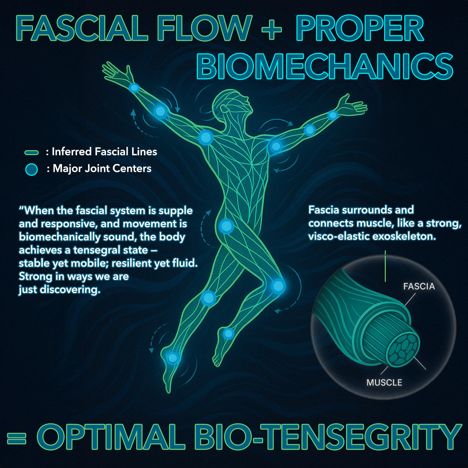 Fascial Flow & Biotensegrity